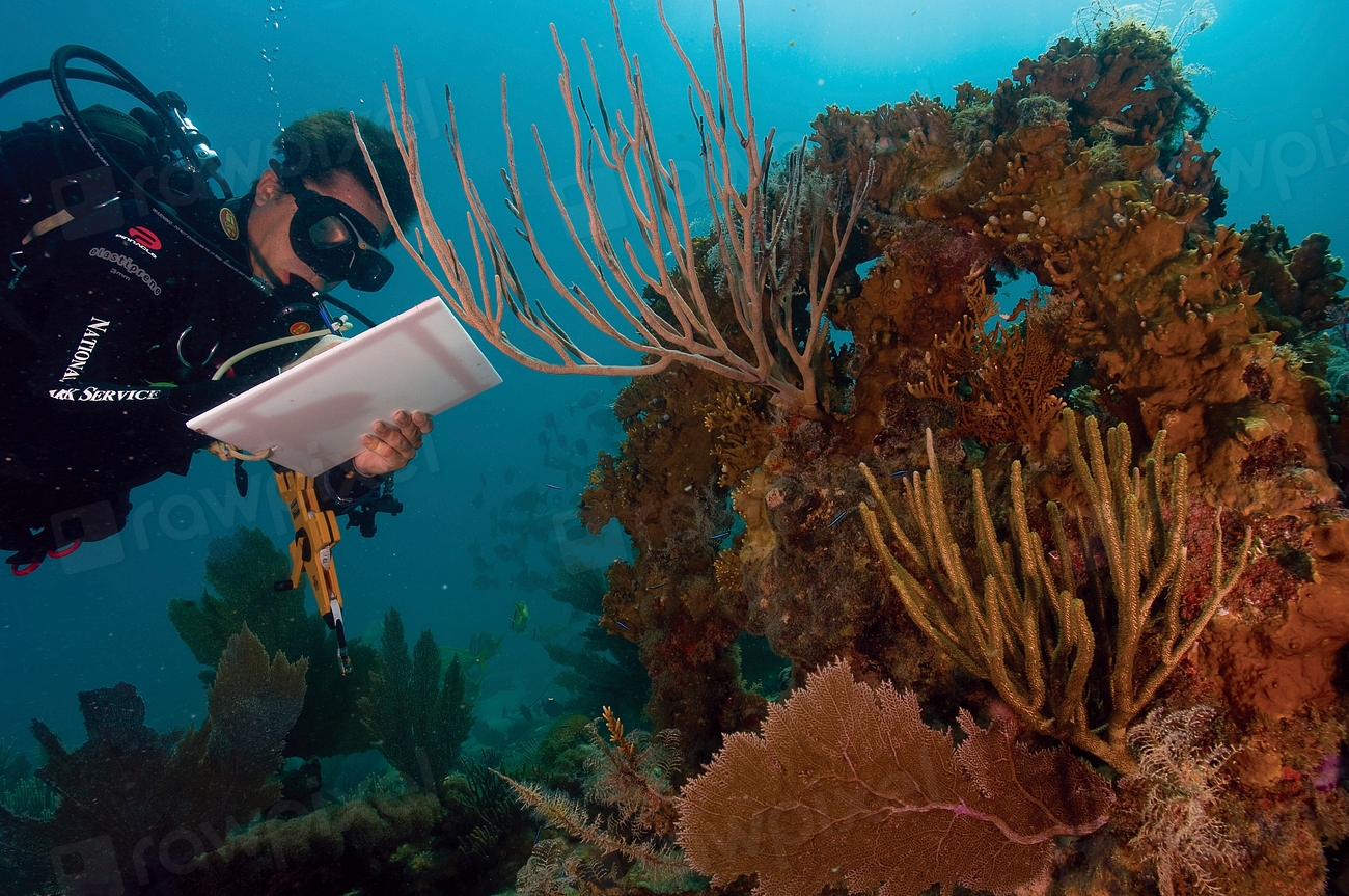 Coral bleaching on a reef in a warmer climate