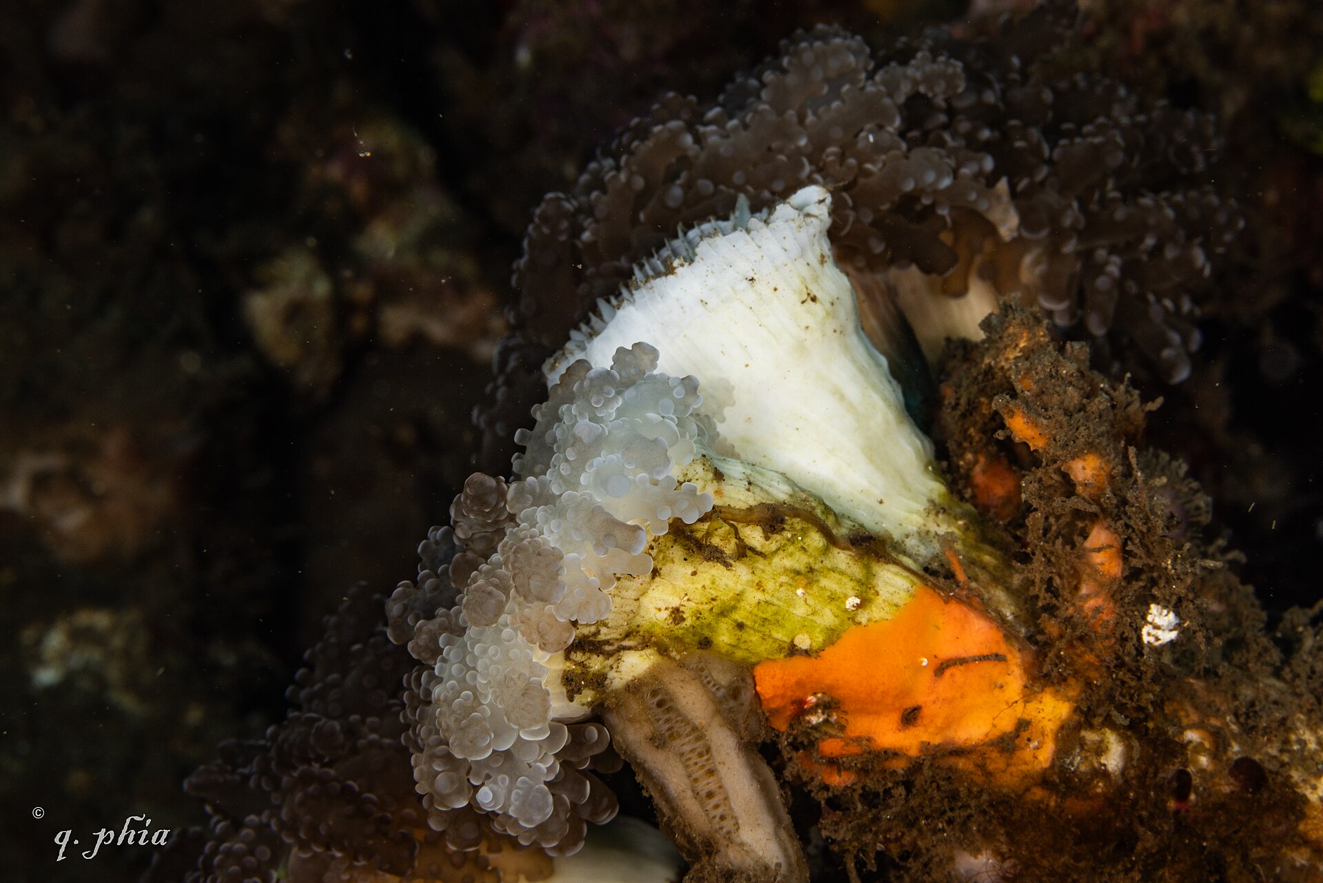 2024 siladen corals bleaching